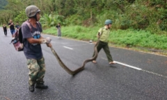 Trăn gấm 
