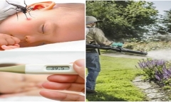 Sự khác biệt giữa sốt xuất huyết và sốt rét, cách phòng tránh 