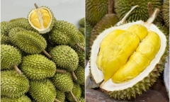 Những bài thuốc chữa bệnh từ sầu riêng bạn nên biết