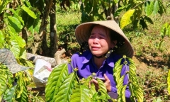 Vụ người phụ nữ khóc ngất bên vườn cà phê bị phá hoại: Em vợ tiết lộ bất ngờ về anh rể