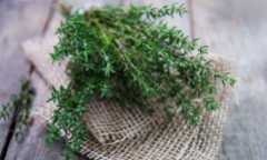 Những lợi ích tuyệt vời với sức khỏe của cỏ xạ hương 