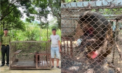 Tin tức thời sự 24h: Người dân giao nộp rùa quý, khỉ mặt đỏ cho công an
