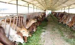 Mở trang trại chăn nuôi trên đất trồng cây, cần thủ tục gì?
