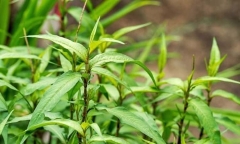 Quý ông ăn nhiều rau răm có yếu sinh lý?
