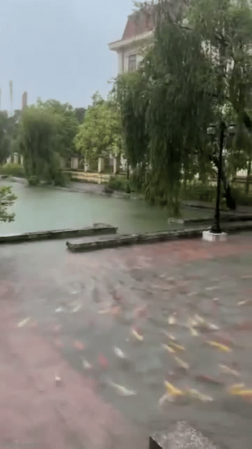 Mưa lớn, hàng trăm con cá Koi 
