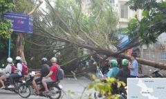 Cây xanh bật gốc trong mưa lớn, nhiều hộ dân ở TP.HCM bị mất điện