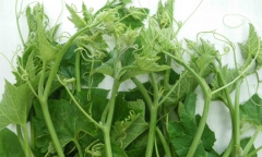 Loại rau giàu sắt hơn thịt bò, siêu tốt cho gan