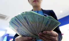 Cây đào cổ thụ 