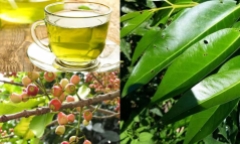 Nước lá vối tốt cho sức khỏe, nhưng uống nhiều có hại thế nào?