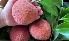 Vải thiều “khổng lồ” to ngang bàn tay giá siêu đắt đỏ