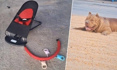 Xót xa: Cùng bố mẹ đi thu gom đồ cũ, bé gái 2 tháng tuổi bị chó Pitbull của chủ nhà cắn tử vong ở Thái Lan