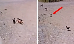 Ấn tượng khoảnh khắc mèo ra tay 