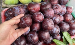 Những ai không nên ăn mận?