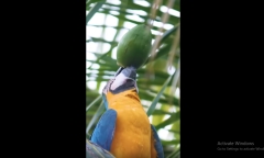 Video: Vẹt thông minh dùng mỏ xé toạc vỏ dừa, uống nước dễ dàng