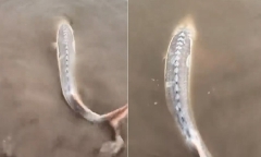 Clip: Bắt được con cá