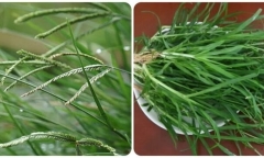 Loại cỏ dại mọc ven đường lại là thần dược khoẻ gan, ổn định huyết áp