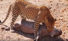 Video: Cầy mangut đụng độ rắn hổ mang cực độc và cái kết khó tin