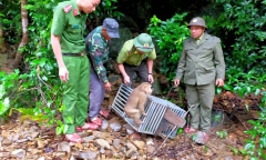 2 cá thể khỉ lạc trong vườn nhà dân ở Quảng Trị quý hiếm cỡ nào?