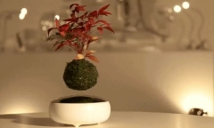 Ngắm nhìn dàn bonsai mini
