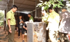 Bắt được con vật 
