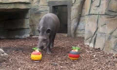 Thần đồng 17 tuổi Lamine Yamal vô tình làm lộ hình ảnh nhảy cảm của đồng đội