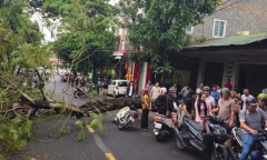 Quảng Trị: Cây phượng lớn bất ngờ bật gốc, 4 người thoát nạn trong gang tấc