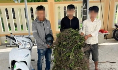 Cau tăng giá kỷ lục, liên tiếp xuất hiện “cau tặc” tại Quảng Ngãi