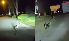 Chú chó lao ra đường chặn xe tuần tra của cảnh sát, cảnh tượng sau đó khiến ai cũng nghẹn lòng