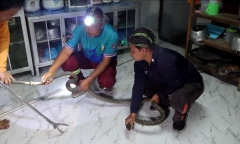 Clip: Bắt sống rắn hổ mang chúa dài 