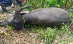 Vụ trâu