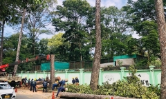 14 cây cổ thụ có nguy cơ bật gốc, TP.HCM lên phương án đốn hạ