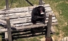 Video: Tinh tinh bất ngờ ném trả lại giày cho du khách