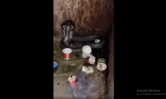 Tá hỏa khi thấy rắn hổ mang chúa 