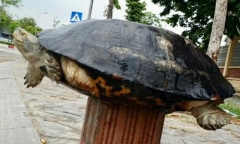 Loài vật quý hiếm nghi có tên trong sách Đỏ bày bán ngang nhiên ở vỉa hè Hải Dương
