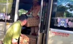 Kiểm tra xe khách, phát hiện 136 cá thể chim chào mào trái phép