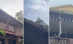 Video: Chủ nhà sợ hãi khi bắt gặp 2 trăn khủng 