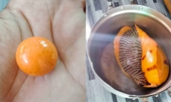 Đang ăn ốc luộc, người đàn ông vô tình cắn trúng