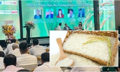 Giá gạo Việt Nam tăng quá cao: Đừng vội mừng