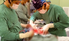 Ngại không đi khám, người phụ nữ chịu khổ mang khối u vú to hơn 3kg