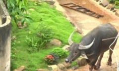 Hải Phòng: Trâu 
