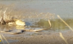 Video: Rắn mamba đen kịch độc bị cá sấu sông Nile cắn chết
