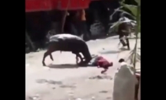 Clip: Bàng hoàng cảnh trâu
