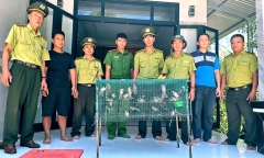 Mua bán trái phép 40 con chim chào mào, một người ở Huế bị lập hồ sơ xử lý