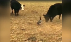 Video: Cầy mangut đụng độ rắn hổ mang cực độc và cái kết khó tin