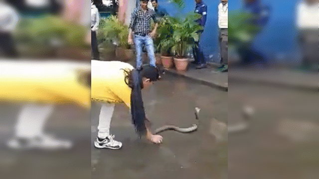 Video: Rùng mình cảnh cô gái tay không bắt gọn hổ mang chúa giữa đường