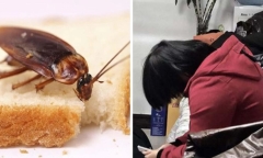 Cô gái liên tục ăn phải ruồi, gián,... khi gọi đồ qua mạng, bí mật xấu hổ phía sau