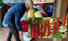 Thu nhập tiền triệu mỗi ngày nhờ đi bộ xuyên rừng hái ngũ vị tử