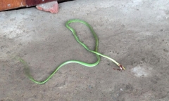 Hoảng hốt phát hiện 2 con rắn lục đuôi đỏ bò vào nhà