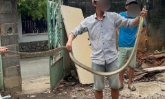 Dùng tay không bắt rắn, người đàn ông bị rắn hổ mang chúa nặng 3kg cắn chết