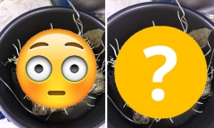 Cô nàng